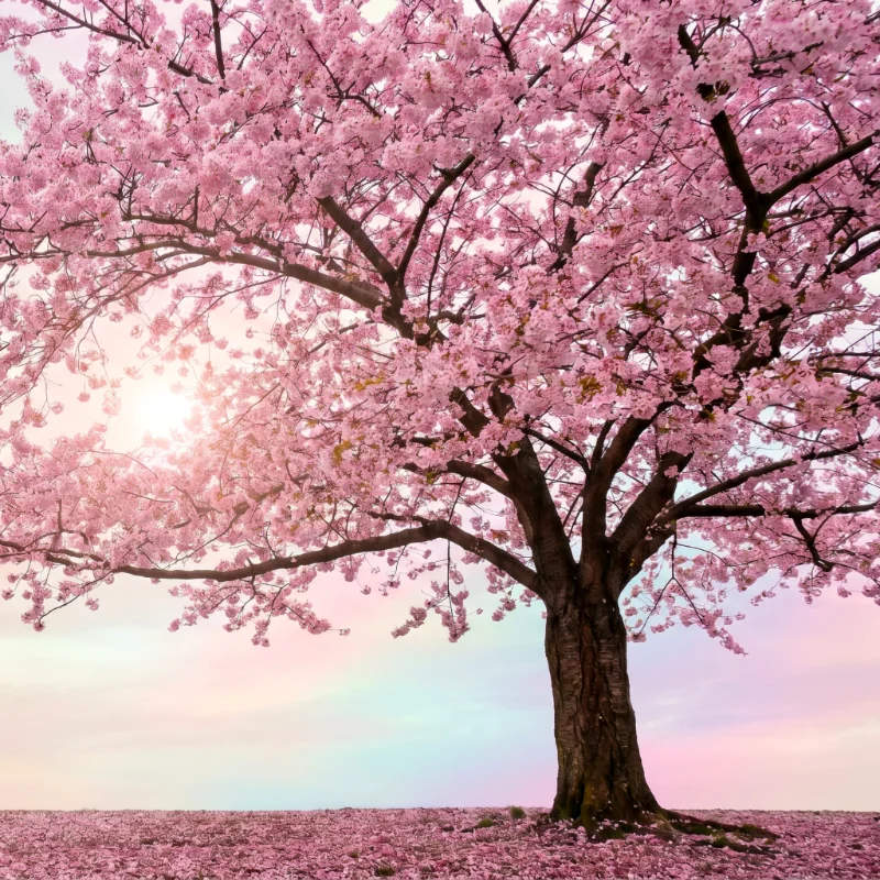 The Beauty of Becoming