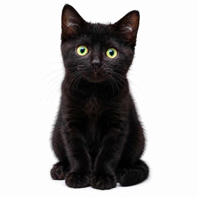 Chico