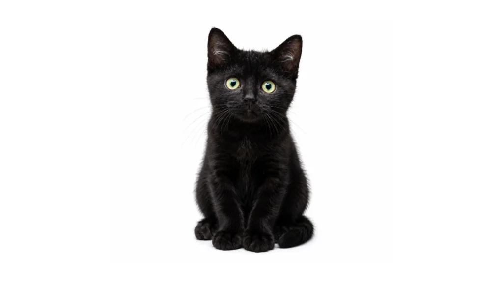 Chico